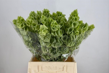 Molucella 60cm