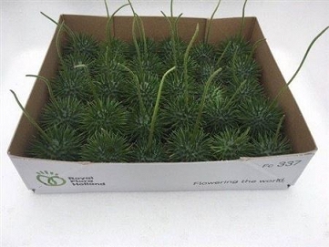 Cucumis egel x30