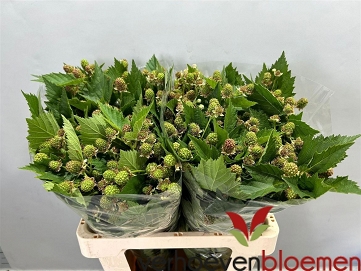 Rubus chester 60cm