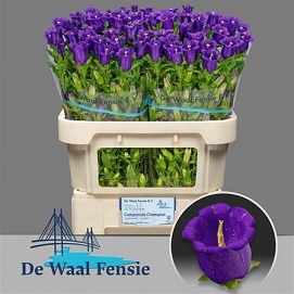 Campanula champion blue 75cm
