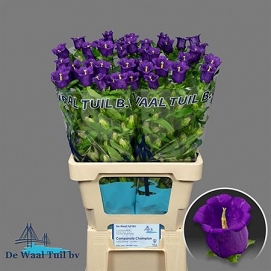 Campanula champion blue 75cm