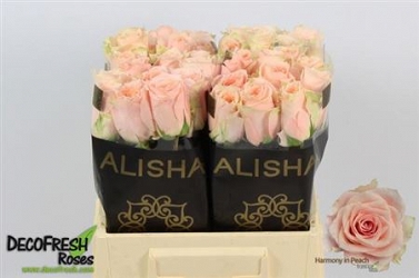 Róża harmony peach 40/50 alisha