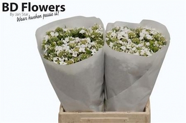 Hesperis white dream