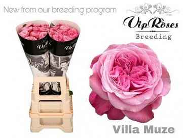 Róża villa muze cerise 70/20 vip