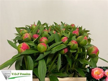 Paeonia coral charm 60cm (40)