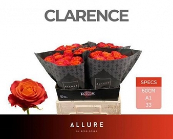 Róża clarence 60/50 allure
