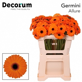 Gerbera mini allure