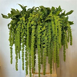 Amaranthus caud cycloop green 80cm