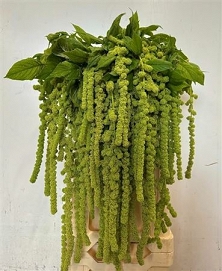 Amaranthus caud cycloop green 80cm