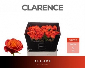 Róża clarence 60/40 allure