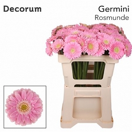 Gerbera mini rosamunde