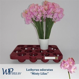 Lathyrus misty lilac 40cm