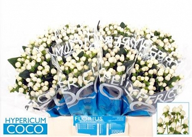 Hypericum coco uno 40cm