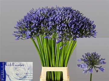 Agapanthus suzan 85cm
