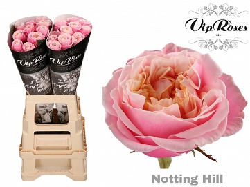 Róża notting hill 60/20 vip roses