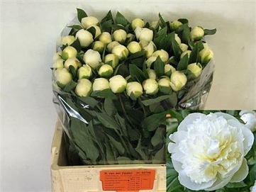 Paeonia duch de nemou 60cm