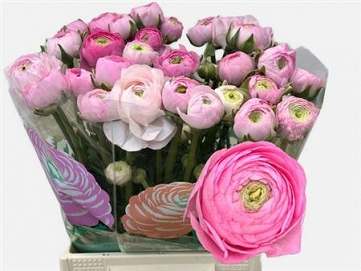 Ranun am marshmallow 50cm (50)