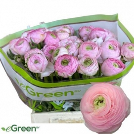 Ranun am marshmallow 50cm (50)