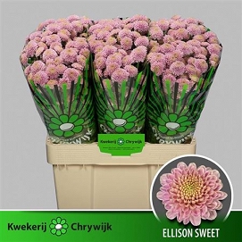 Chryzantema santini ellison sweet