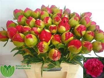 Paeonia com performance 60cm (50)