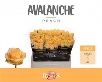 Róża avalanche peach 55/60 van den berg
