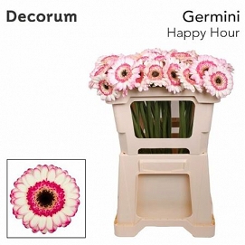 Gerbera mini happy hour