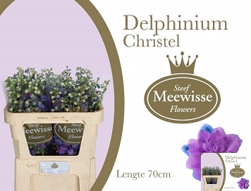 Delphinium du christel 70cm