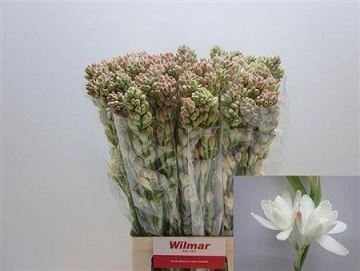 Polianthus tuberosa 70cm