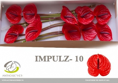 Anthurium inpulz 10