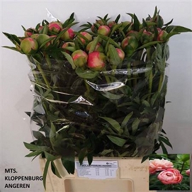 Paeonia coral charm 70cm (40)