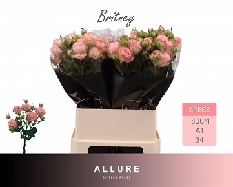 Róża tr britney 80/20 allure