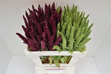 Amaranthus mix 55cm