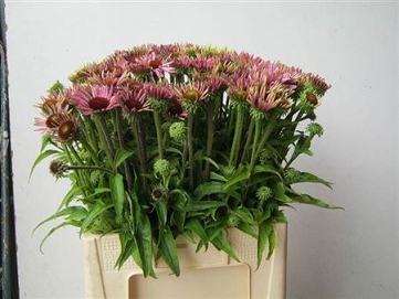 Echinacea purpurea 60cm