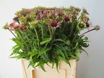 Echinacea purpurea 60cm