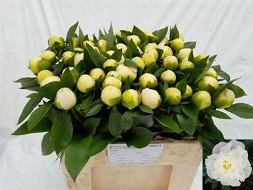 Paeonia duch de nemou 50cm (60)