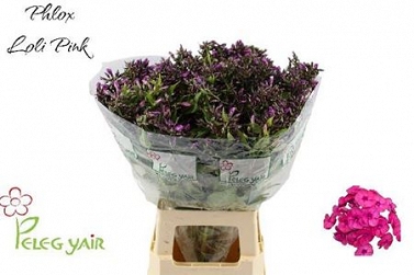 Phlox lolipink 70cm