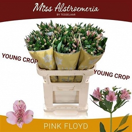 Alstromeria pink floyd