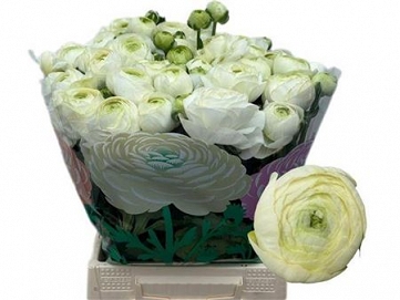 Ranun aazur white 50cm (50) 50gr