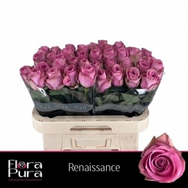 Róża renaissance 60/50 flora pura