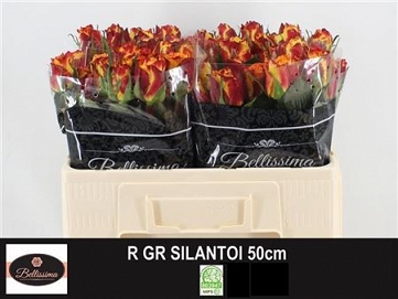 Róża silantoi 50/60 bellisima