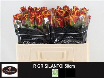Róża silantoi 50/60 bellisima