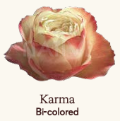 Róża eq karma 70/50