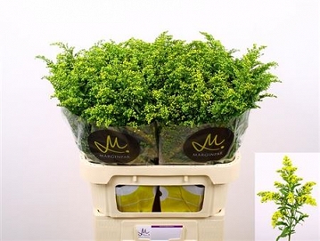 Solidago carzan glory 80cm