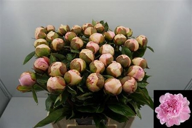 Paeonia angel cheeks 60cm (40)
