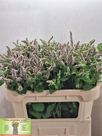 Mentha jocka 75cm
