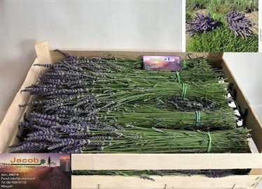 Lavandula angust bos 60cm