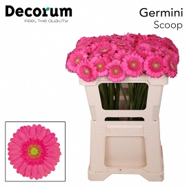 Gerbera mini scoop