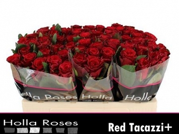 Róża red tacazzi 50/80 Holla roses
