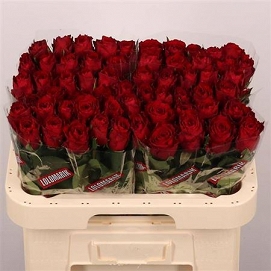 Róża madam red 60/60 lolomarik