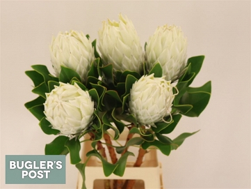 Protea cyn ayoba ice 80cm